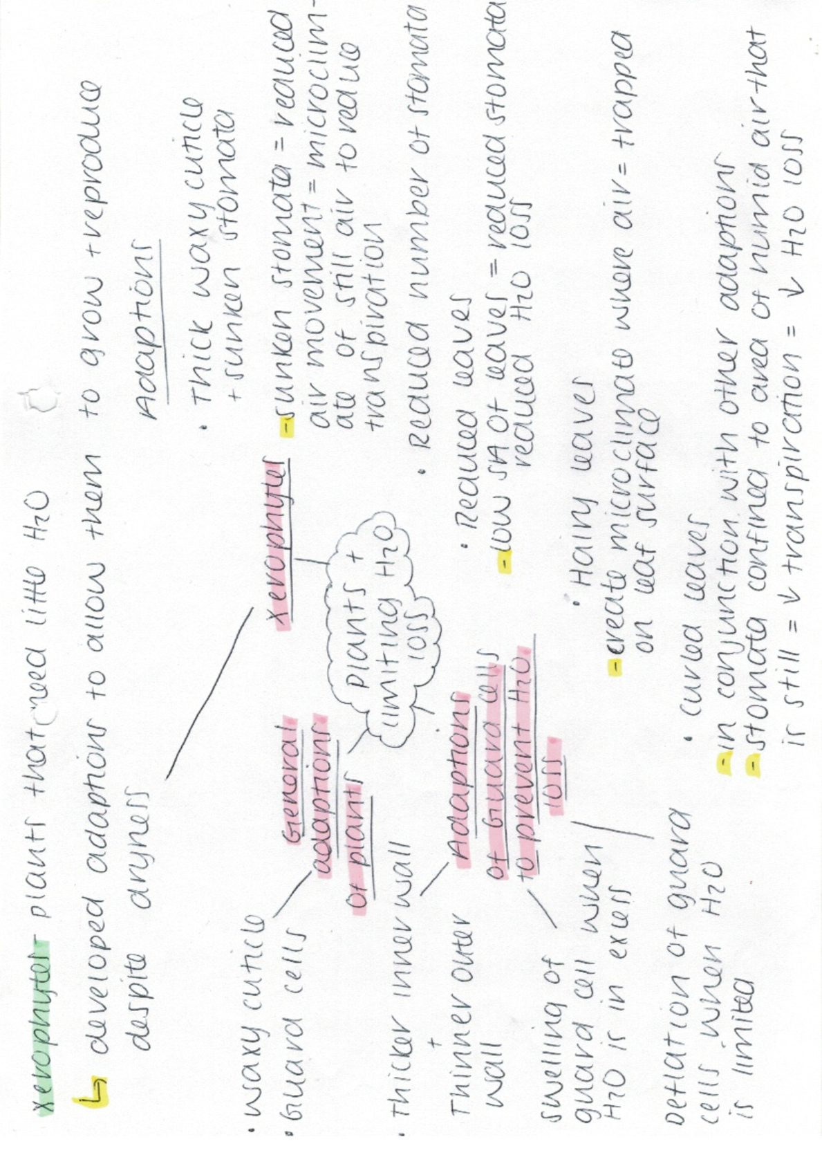 Preview image for AQA A-Level Biology Module 3- Xerophytes and limiting water loss